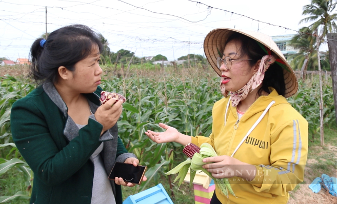 Nữ kỹ sư trẻ gác lại ước mơ học tập nước ngoài, về Ninh Thuận lên ngôi “Nữ hoàng” với giống bắp tím - Ảnh 4.