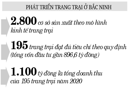 Nông dân Kinh Bắc giàu lên nhờ làm trang trại - Ảnh 2.