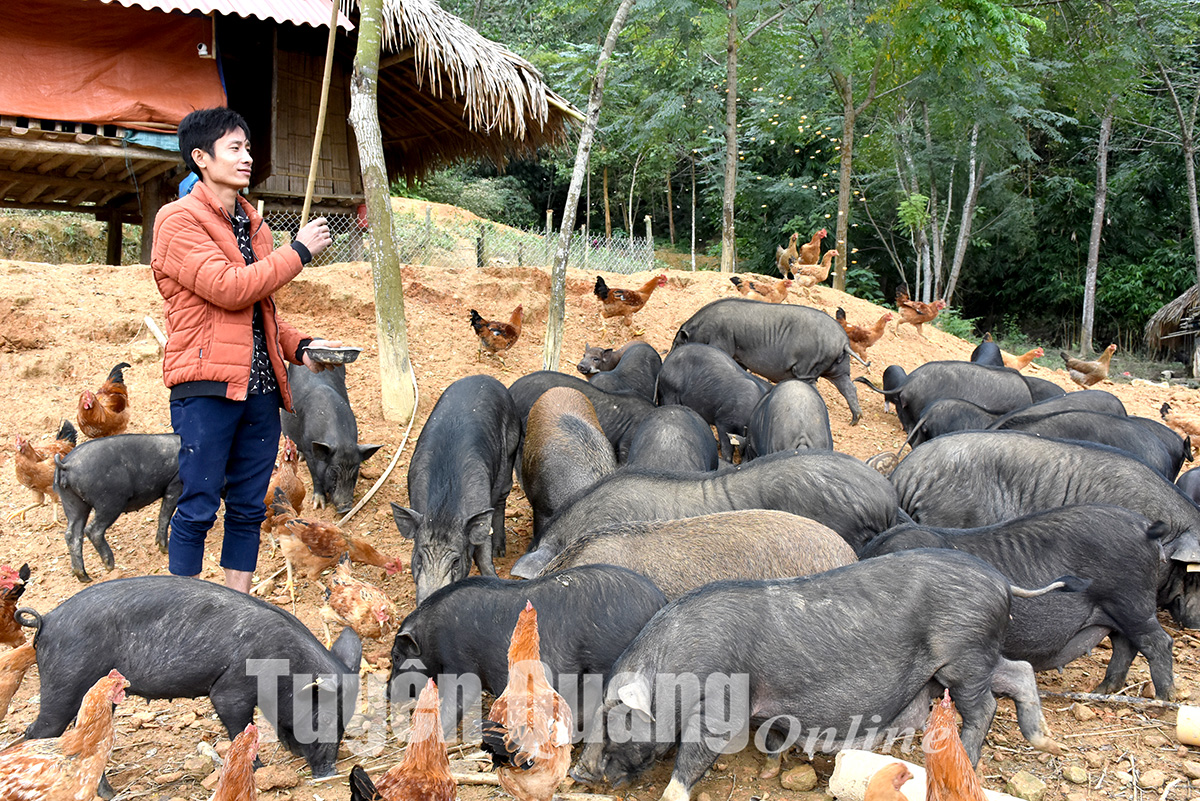 Tuyên Quang: Nhà vỡ nợ vì nuôi lợn trắng, giờ anh trai làng khá giả nhờ nuôi lợn đen đếm vội không xuể - Ảnh 1.