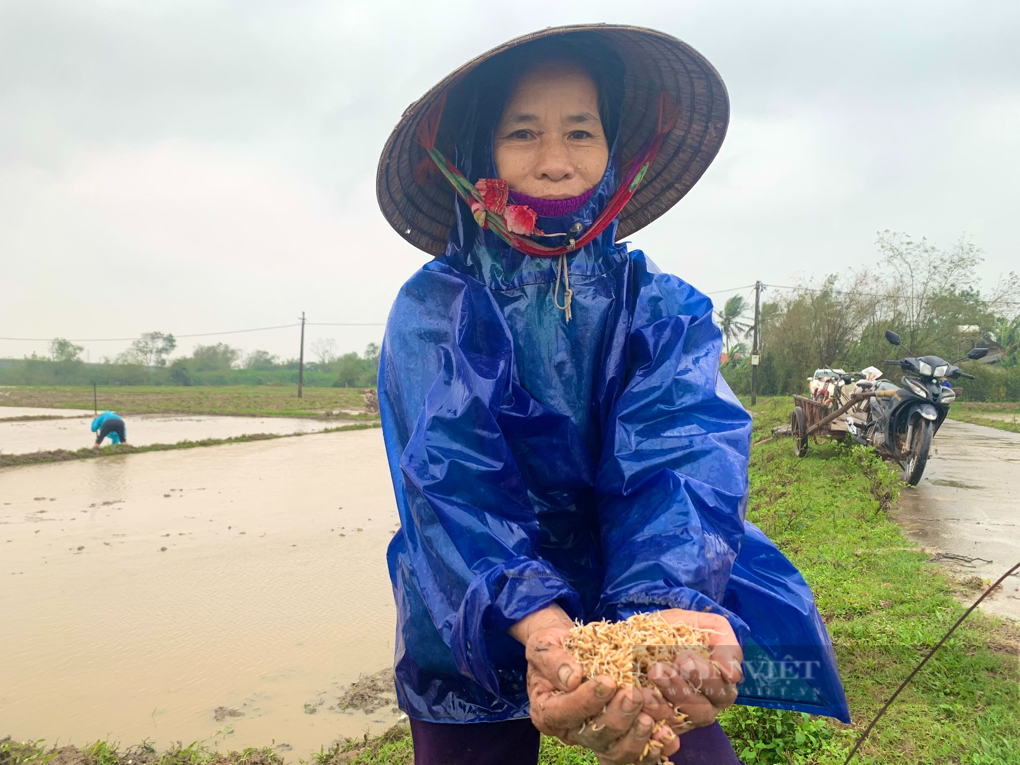 Vụ công ty ở Quảng Bình bán lúa giống chưa được cấp phép cho nông dân: Trên bảo dưới không nghe - Ảnh 2.