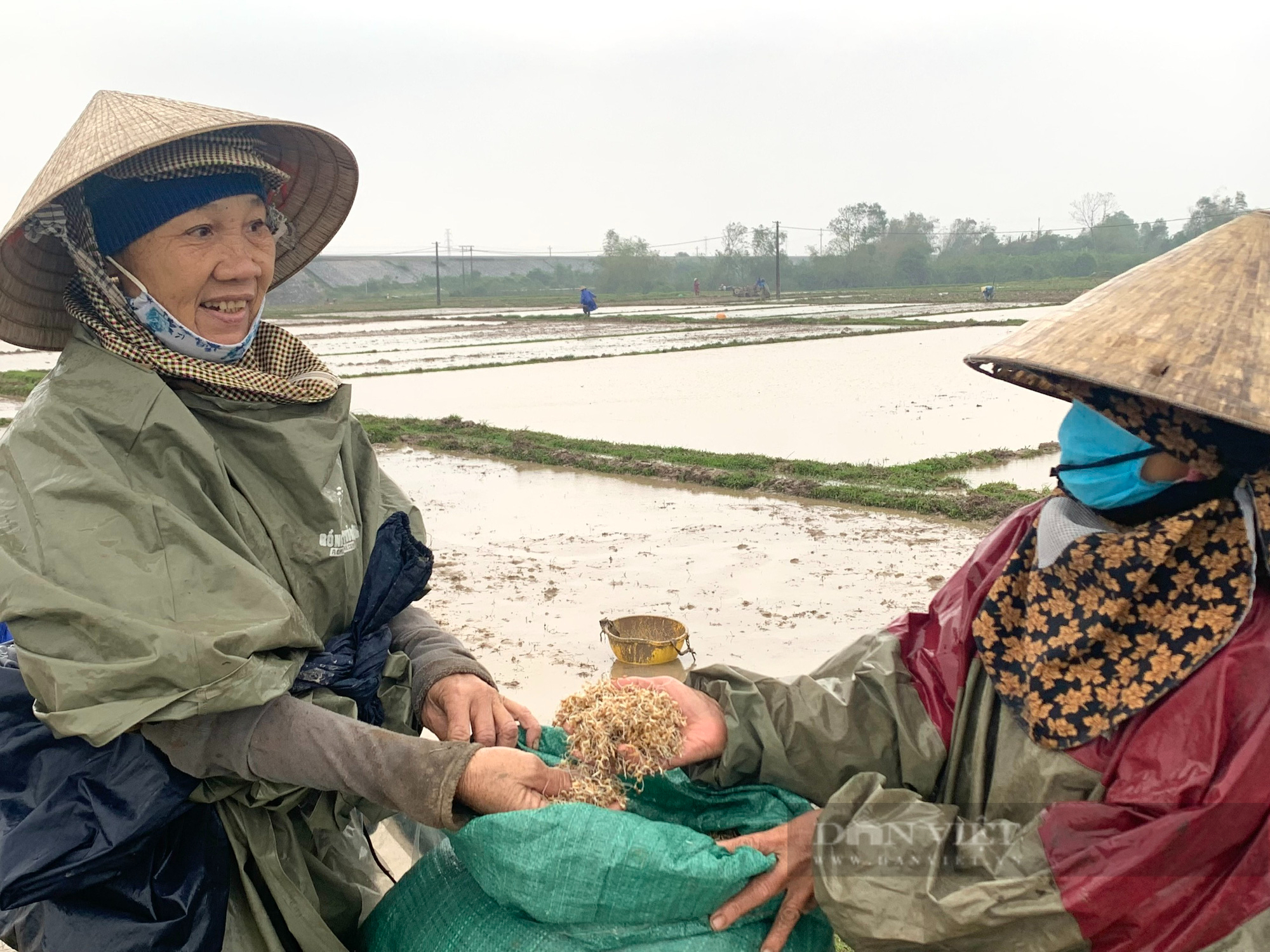 Vụ công ty ở Quảng Bình bán lúa giống chưa được cấp phép cho nông dân: Trên bảo dưới không nghe - Ảnh 3.