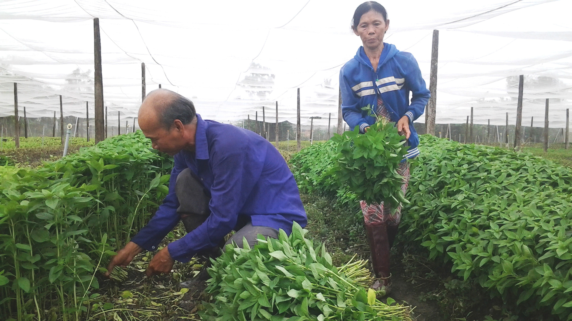 Long An: Phát triển sản phẩm OCOP gắn với xây dựng nông thôn mới  - Ảnh 1.