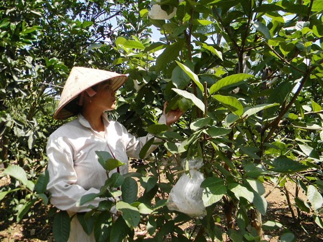 Hải Dương: Hội Nông dân giám sát chất lượng vật tư nông nghiệp, nông dân hết băn khoăn, lo lắng - Ảnh 1.