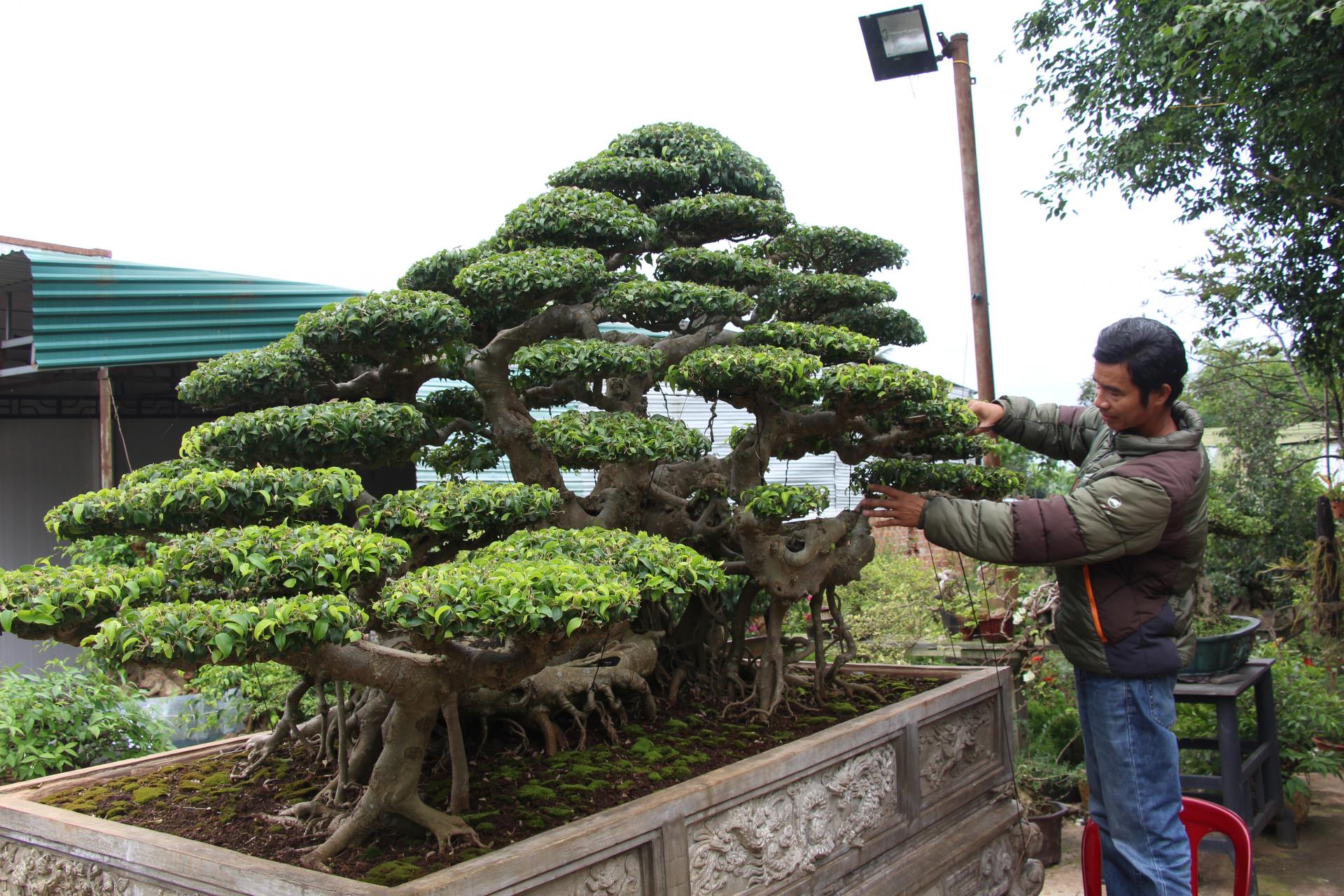 Đắk Lắk: Mê trồng cây cảnh, suýt bị vợ bỏ, ai ngờ nay lãi 1 tỷ/năm, nhiều người kéo đến xem - Ảnh 3.