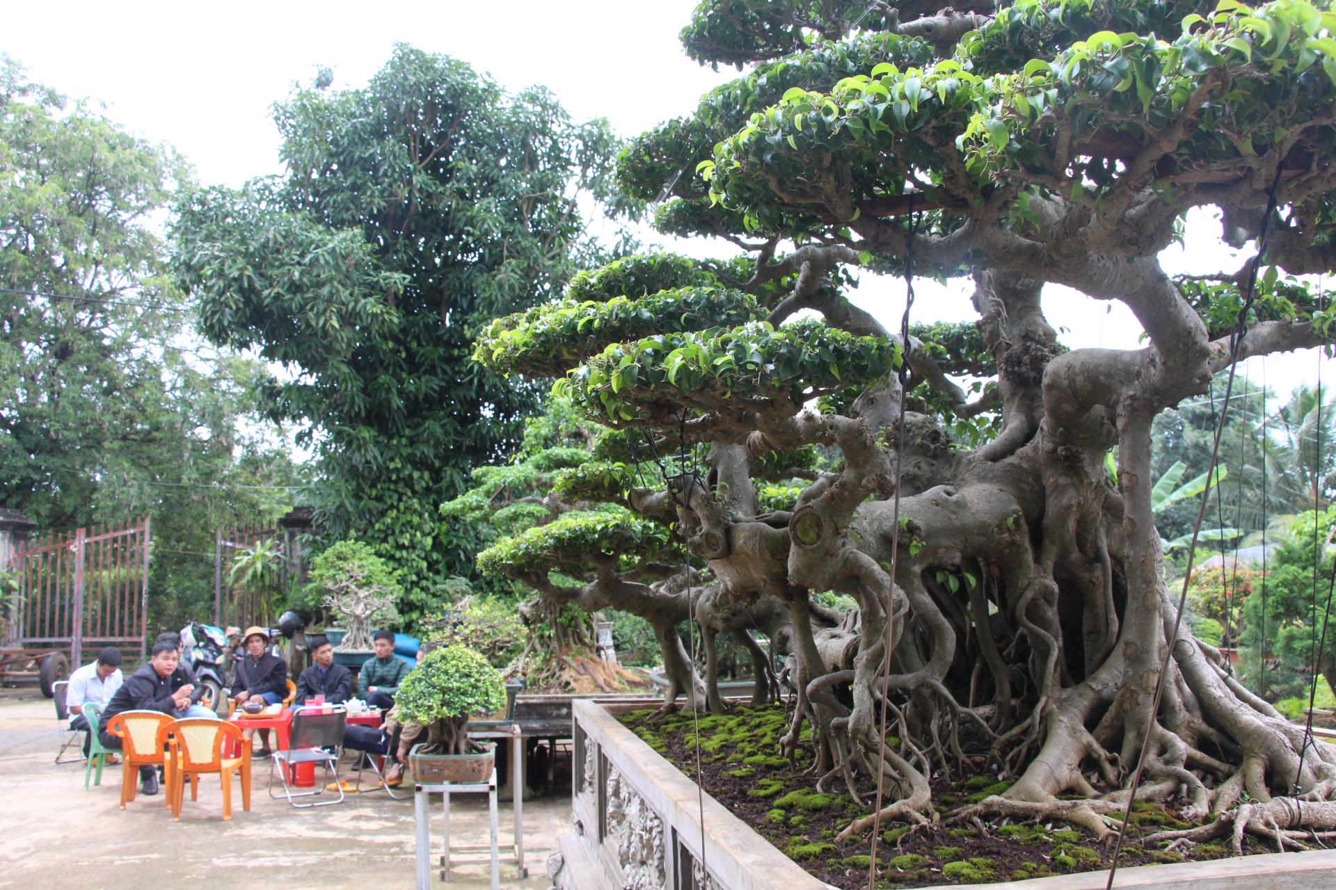 Đắk Lắk: Mê trồng cây cảnh, suýt bị vợ bỏ, ai ngờ nay lãi 1 tỷ/năm, nhiều người kéo đến xem - Ảnh 1.