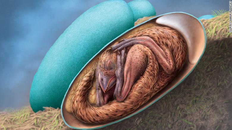 Sốc: Khủng long con nằm cuộn tròn trong trứng hóa thạch 70 triệu năm tuổi - Ảnh 3.