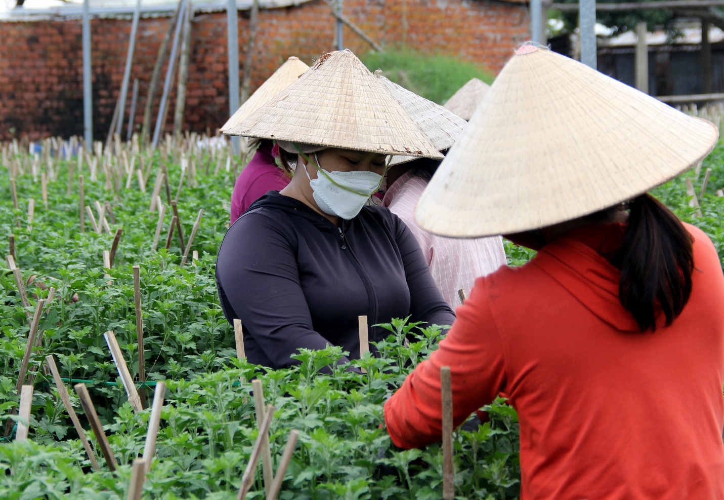 Dịch bệnh và giá phân bón tăng nhanh, người trồng hoa Tết &quot;nơm nớp&quot; - Ảnh 8.