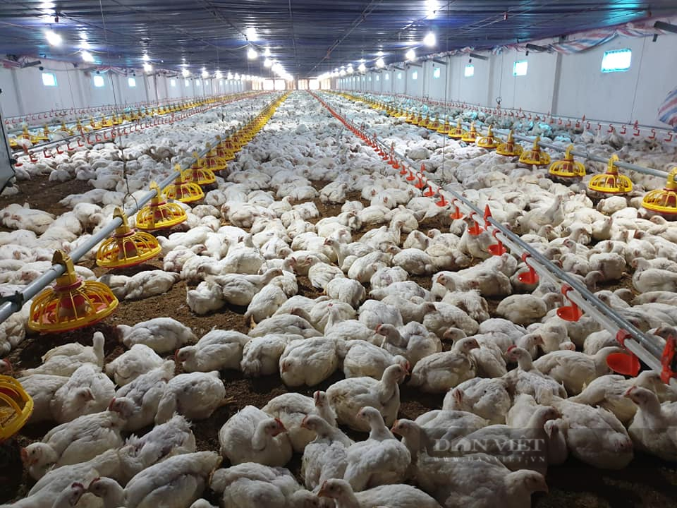 Giá gia cầm hôm nay 22/12: Giá vịt thịt tăng, Hội Chăn nuôi Việt Nam dự báo thị trường gia cầm 2022 - Ảnh 2.