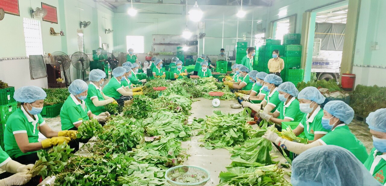 Bộ trưởng Lê Minh Hoan: Phải kết nối từ quả xoài, con cá với thị trường, giúp nhà nông bớt âu lo - Ảnh 3.