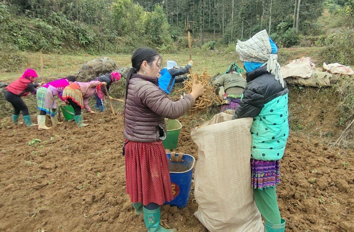 Chỉ trồng có 2 loài cây thuốc này mà nông dân Bắc Hà của tỉnh Lào Cai đào lên bán được 12 tỷ - Ảnh 2.