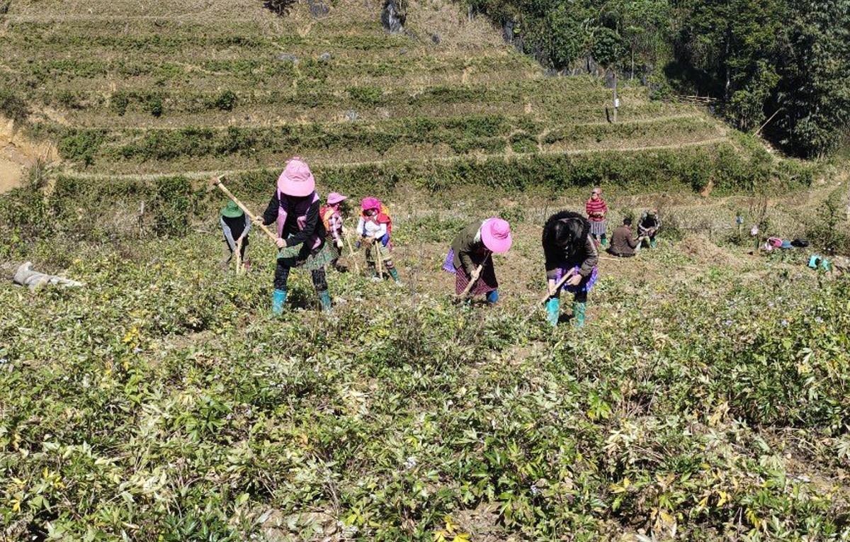Chỉ trồng có 2 loài cây thuốc này mà nông dân Bắc Hà của tỉnh Lào Cai đào lên bán được 12 tỷ - Ảnh 1.
