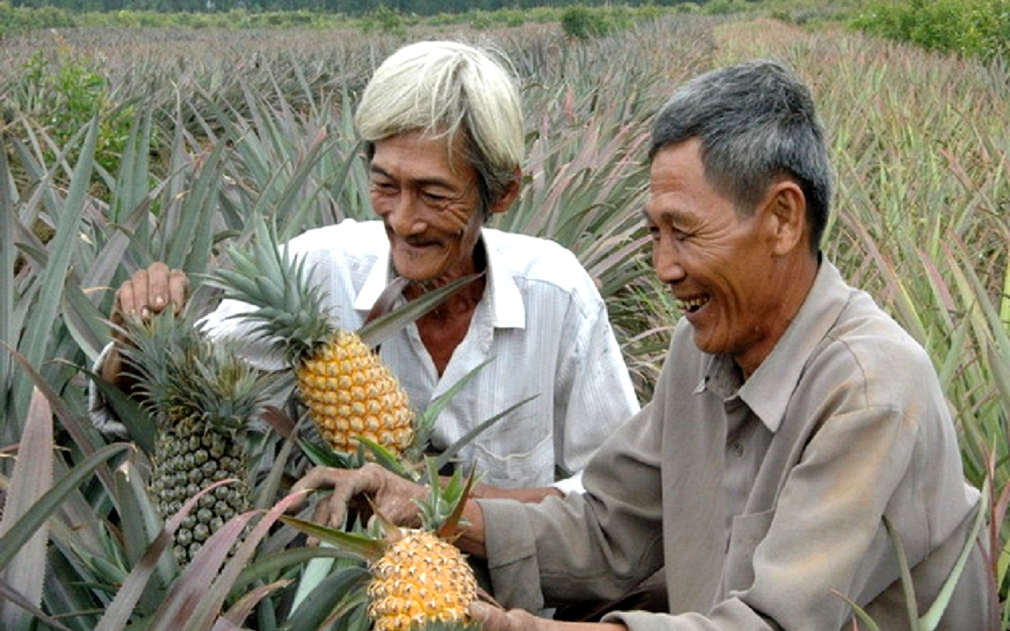 Khóm Long An hút hàng, giá tăng, nông dân ăn Tết lớn