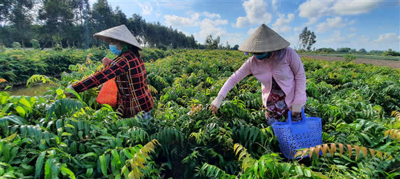 Hậu Giang: Lạ đời, trồng rau dại đọc &quot;méo cả miệng&quot;, ai ngờ lại được quán xá, nhà giàu săn lùng hỏi mua tới tấp - Ảnh 1.