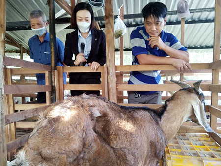 Nuôi dê cho ăn xơ mít, vỏ mít...ai ngờ nông dân Hậu Giang thu lời nhiều hơn - Ảnh 1.