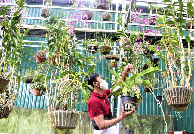 Loài hoa &quot;quý tộc&quot; ẩn mình, uống nắng, ngậm sương chờ ngày khoe sắc - Ảnh 6.