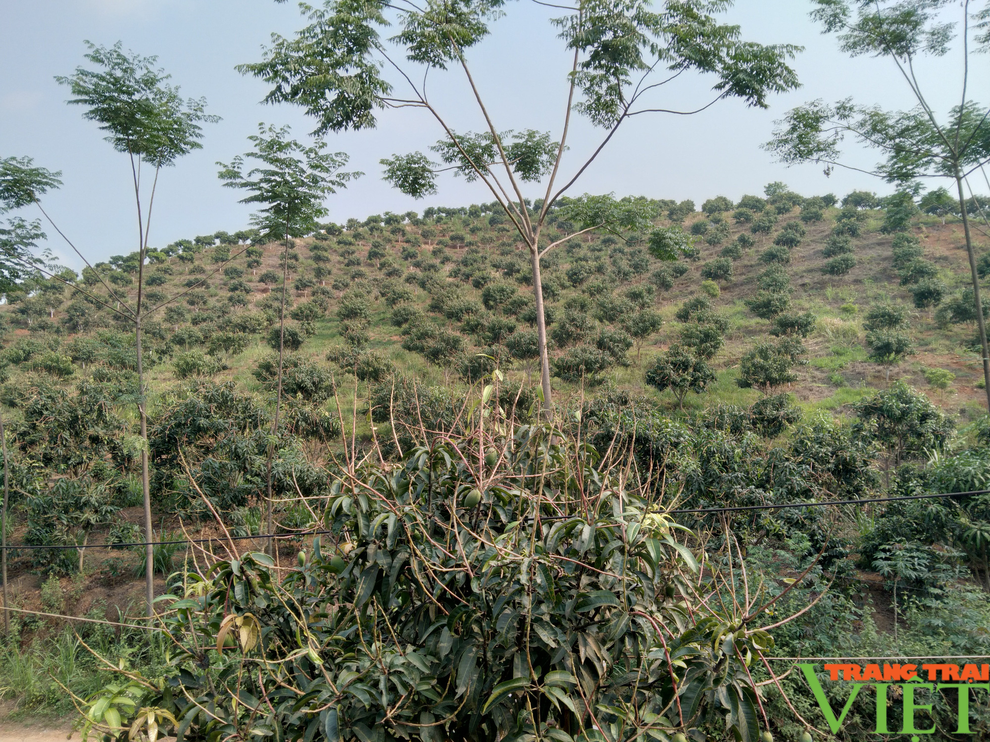 Nông thôn Tây Bắc: Thuận Châu có hơn 4.200 ha cây ăn quả - Ảnh 4.