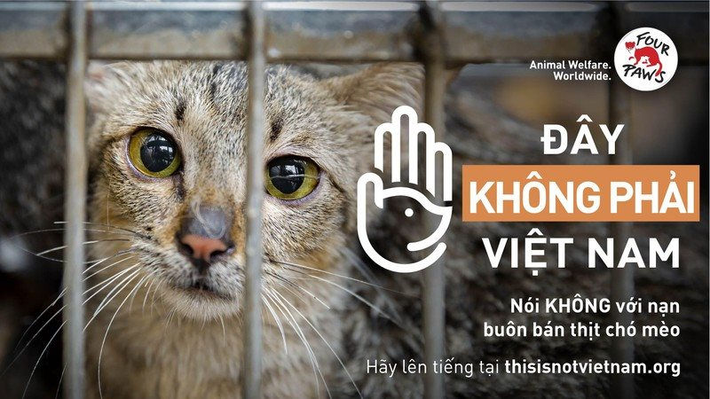 Kiến nghị chấm dứt nạn buôn bán thịt chó và mèo ở Việt Nam - Ảnh 1.