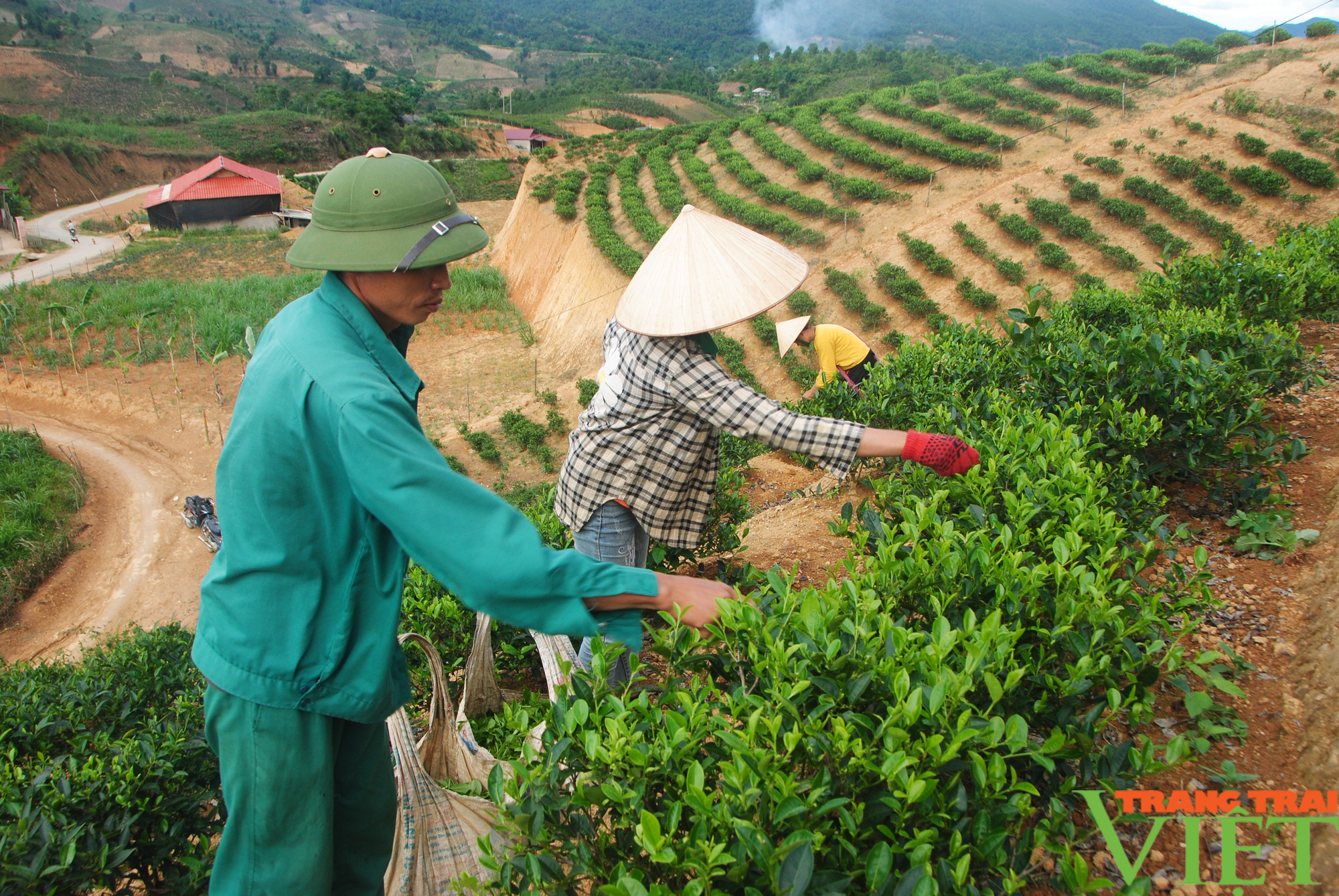 Nông thôn Tây Bắc: Thuận Châu có hơn 4.200 ha cây ăn quả - Ảnh 2.