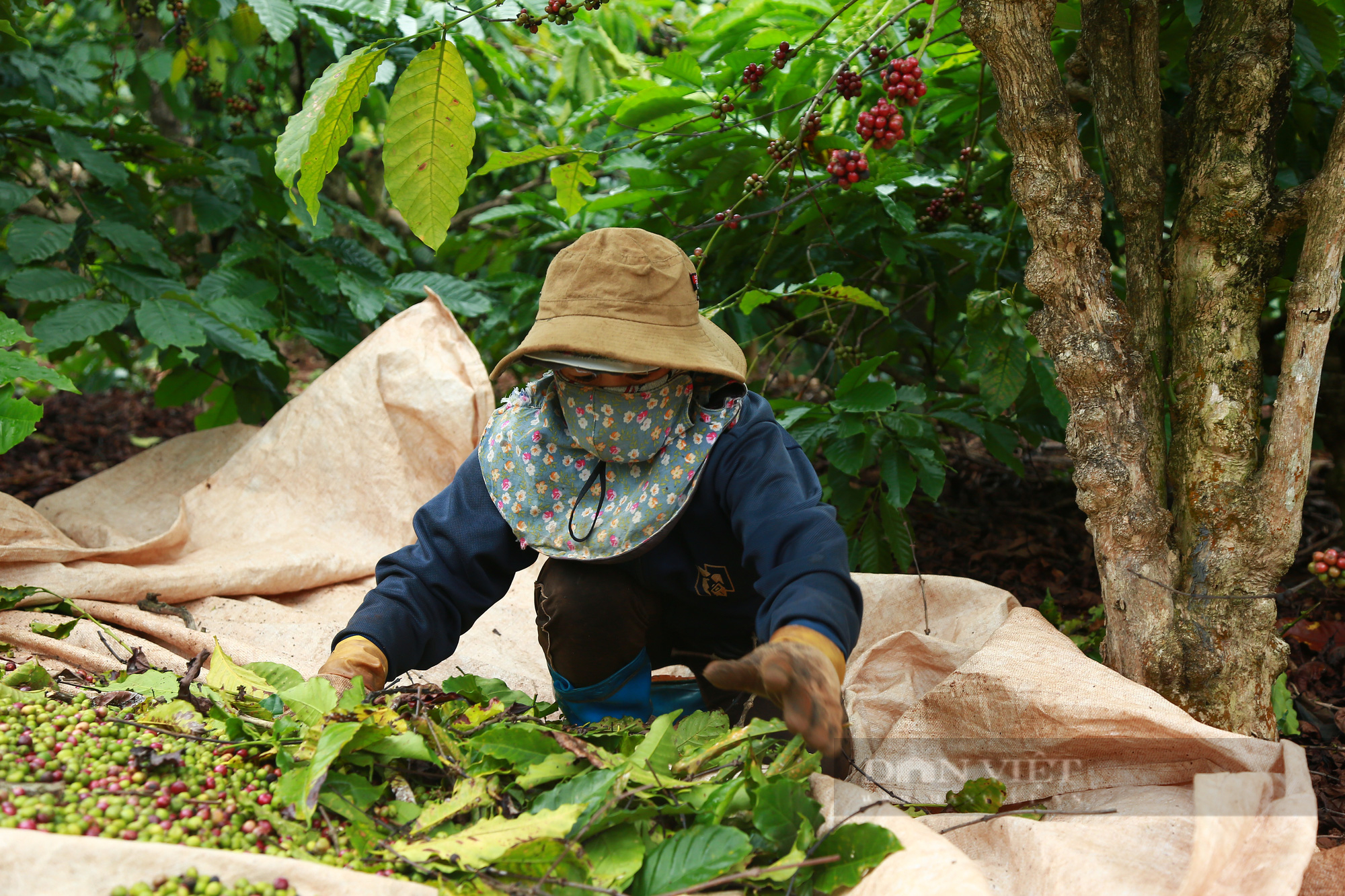 Giá cà phê Đắk Lắk hôm nay tăng nhẹ, đất trồng cà phê suy thoái chất lượng - Ảnh 2.