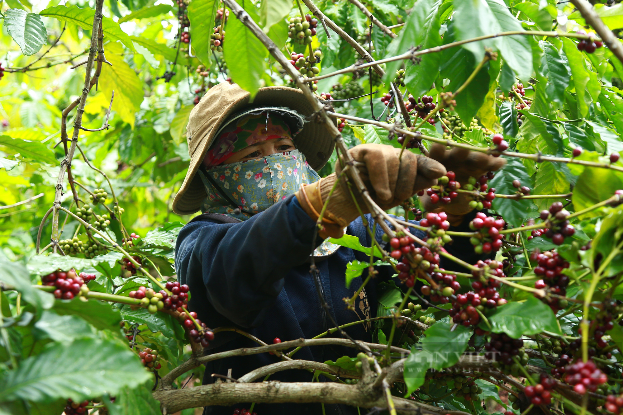 Giá cà phê Đắk Lắk hôm nay tăng nhẹ, đất trồng cà phê suy thoái chất lượng - Ảnh 3.