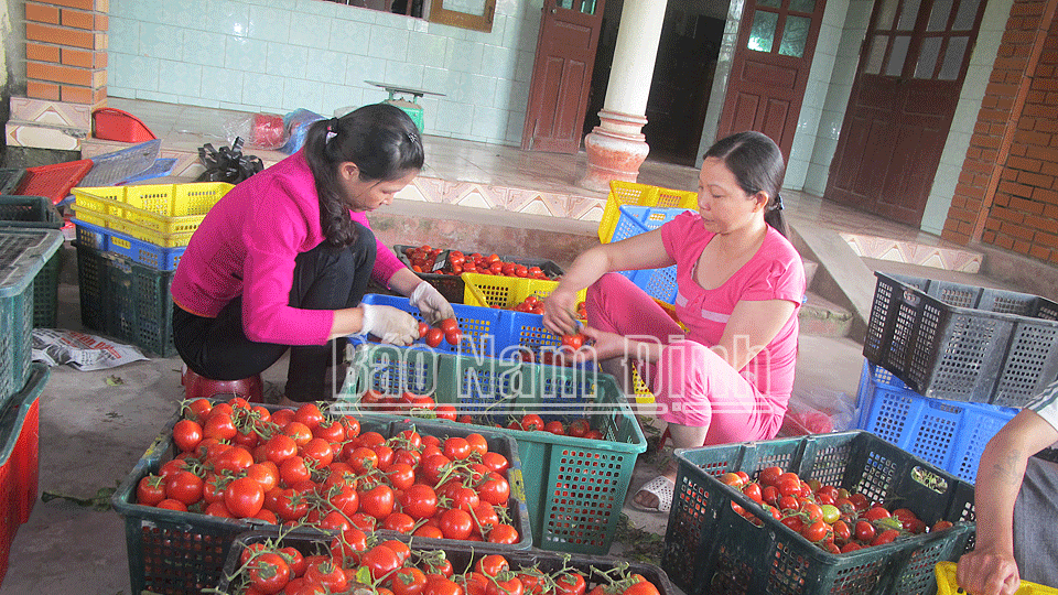 Giá cà chua nhảy &quot;tót&quot; lên 50.000-60.000 đồng/kg rồi &quot;ở lỳ&quot; không xuống, không thấy cà chua Trung Quốc trên thị trường - Ảnh 1.