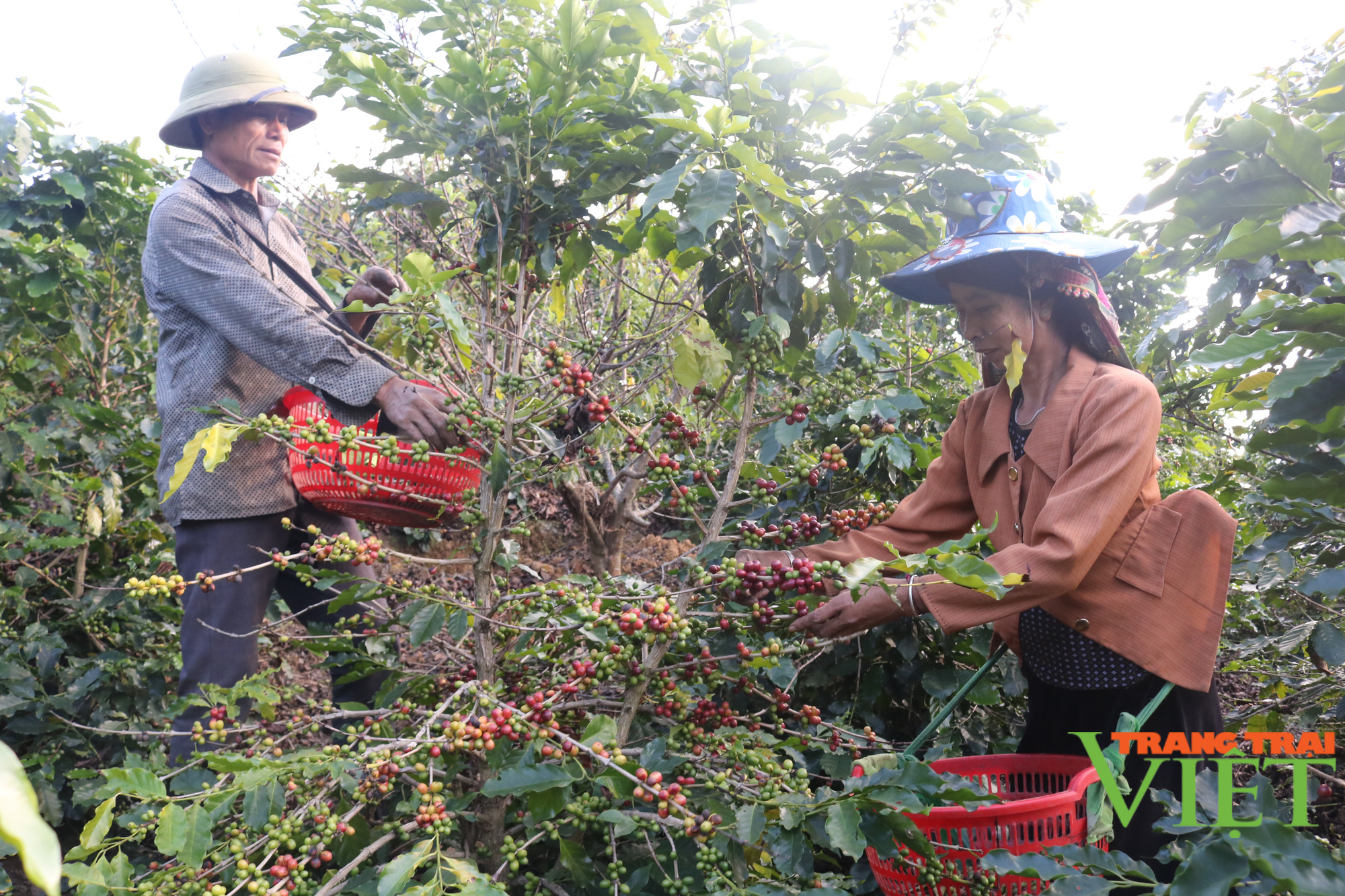 Yêu cầu người dân thu hái cà phê Sơn La đảm bảo tiêu chuẩn, chất lượng - Ảnh 1.