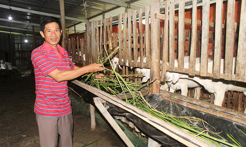 Tiền Giang: Nuôi một loại con đẻ ra trứng, nuôi thêm một loại con đẻ ra con, lãi ròng gần 20 triệu/tháng - Ảnh 1.