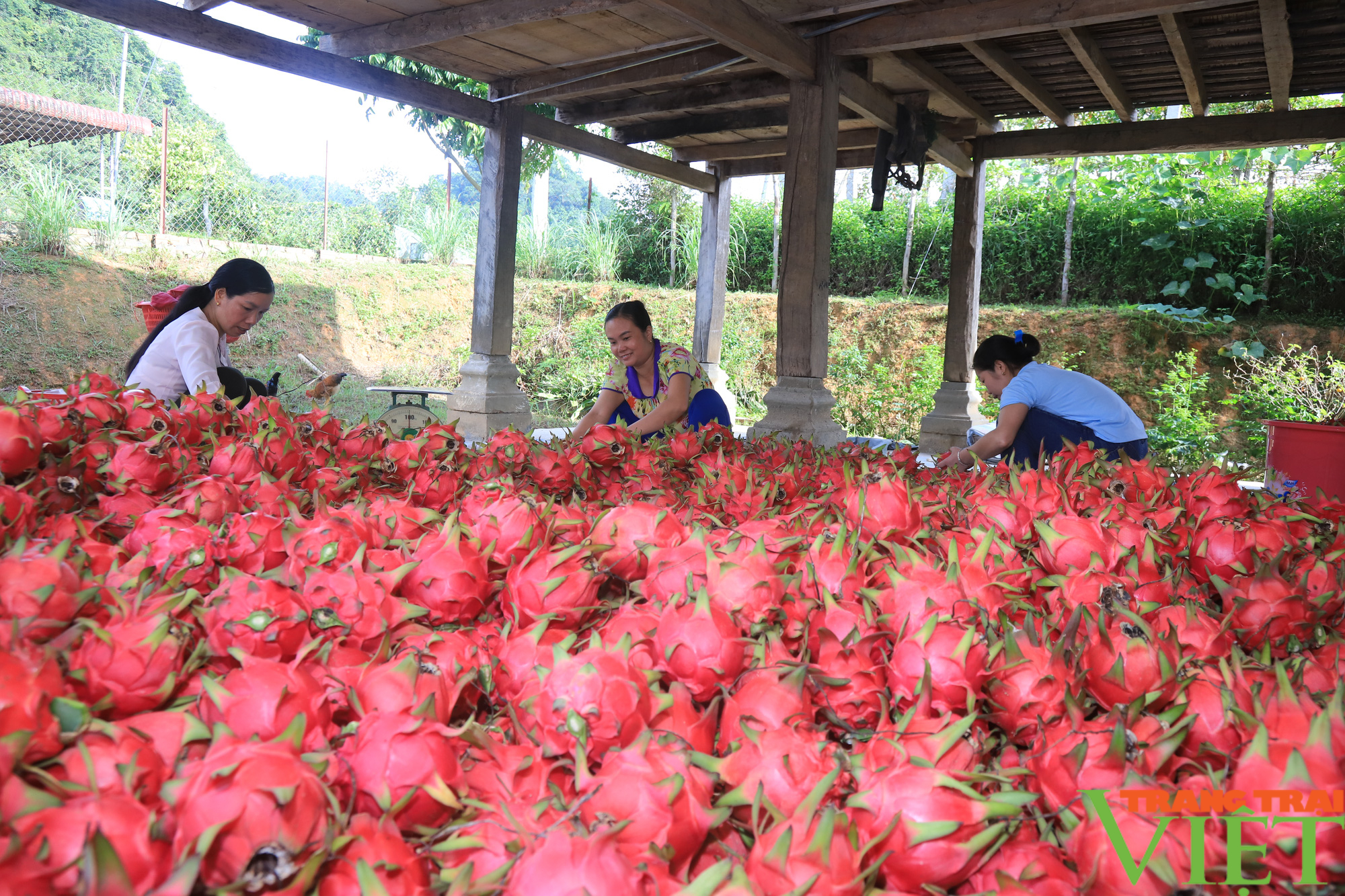 Nông thôn Tây Bắc: Thuận Châu có hơn 4.200 ha cây ăn quả - Ảnh 3.