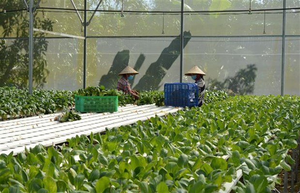 Chỉ trồng rau thôi mà một ông nông dân tỉnh Đồng Tháp thu 1,5 tỷ/năm - Ảnh 3.