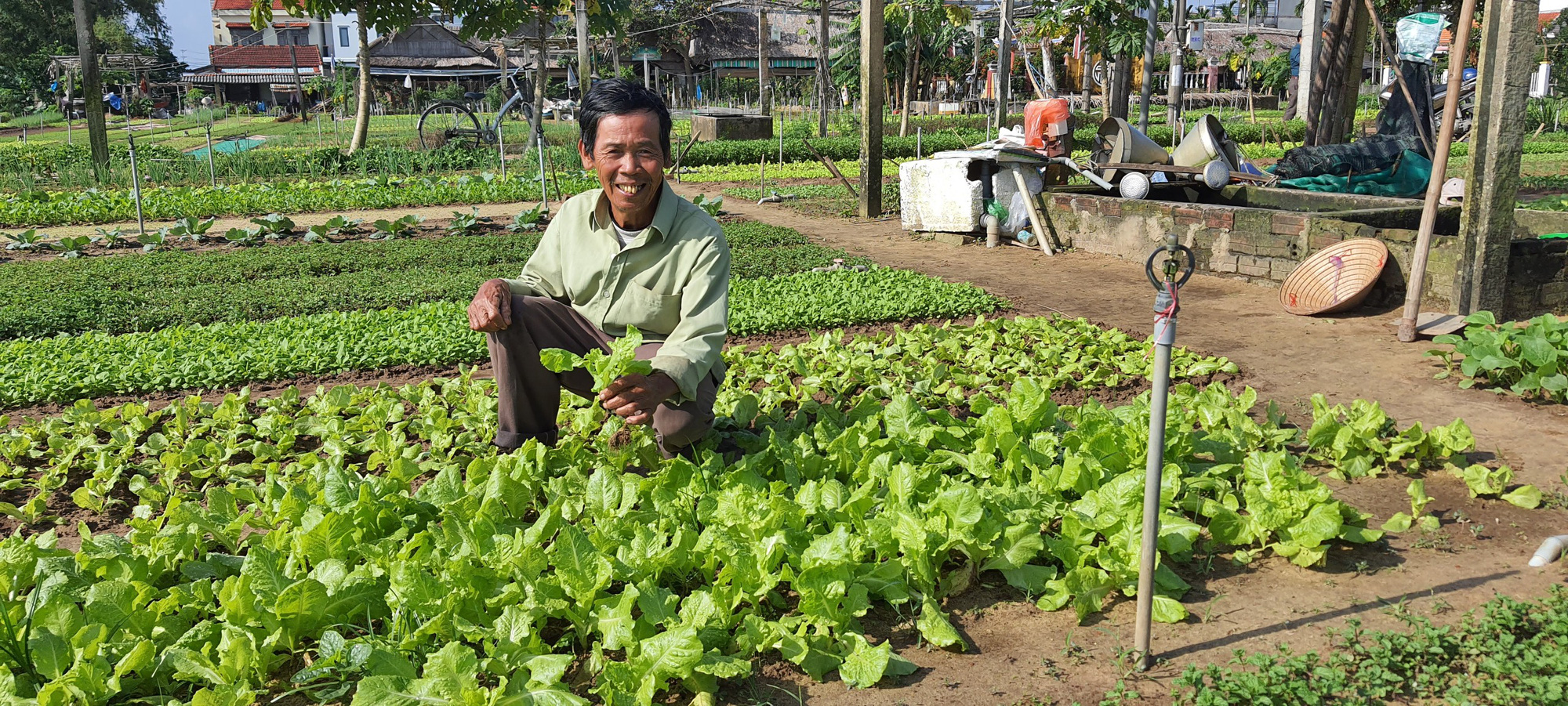 Quảng Nam: Nông dân trồng rau ở Hội An khá giả nhờ được nguồn vốn ưu đãi tiếp sức - Ảnh 2.