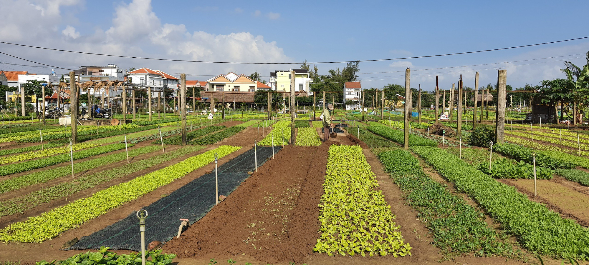Quảng Nam: Nông dân trồng rau ở Hội An khá giả nhờ được nguồn vốn ưu đãi tiếp sức - Ảnh 3.
