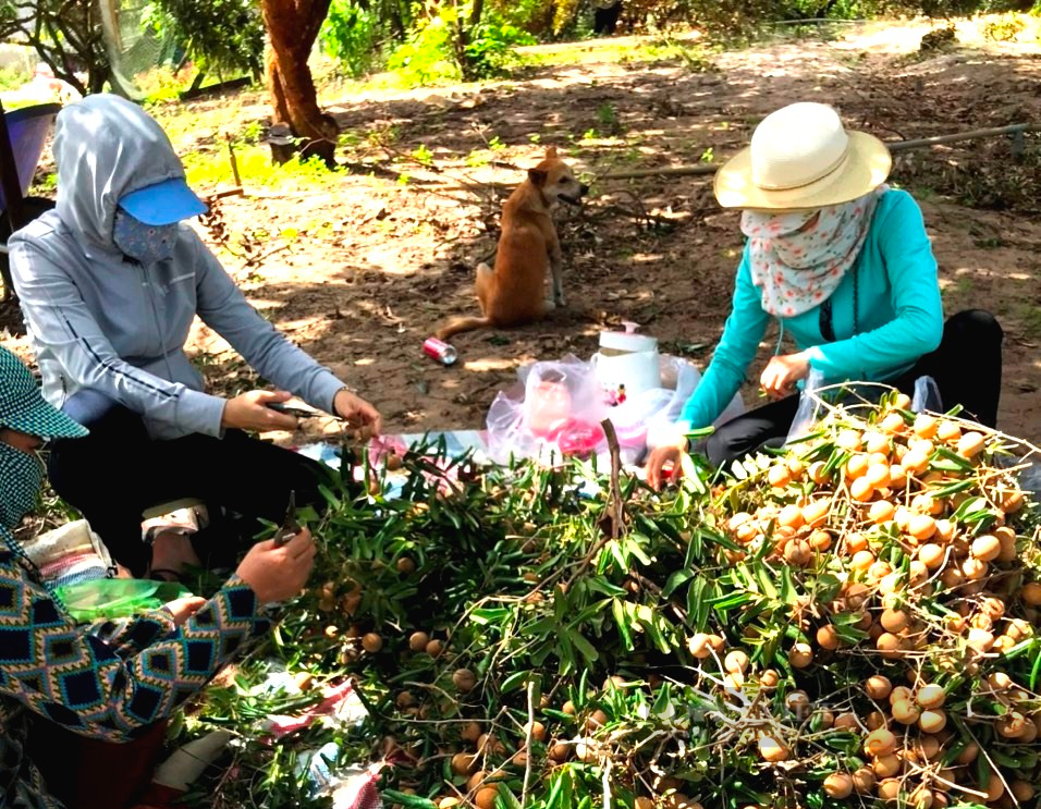 Hội Nông dân Bà Rịa – Vũng Tàu: “Bà đỡ” tiêu thụ nông sản nông dân trong dịch Covid-19 - Ảnh 1.