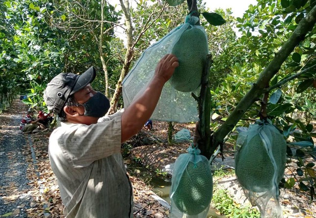 Giá mít ở ĐBSCL siêu rẻ chỉ còn 4.000đ/kg nhưng nông dân vẫn ‘ngóng’ thương lái - Ảnh 4.