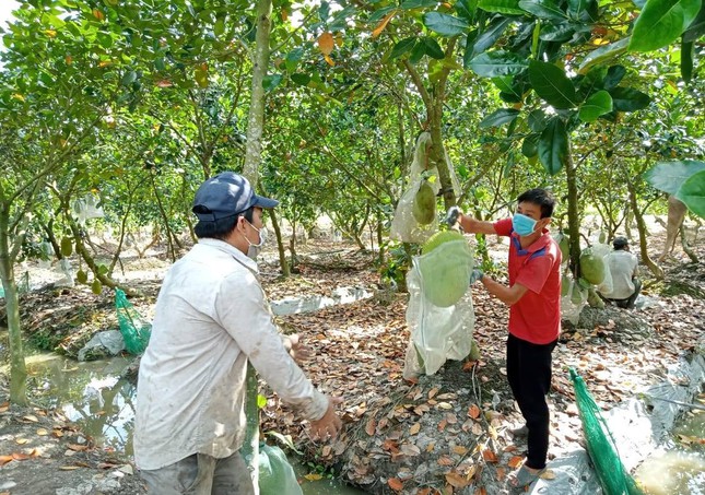 Giá mít ở ĐBSCL siêu rẻ chỉ còn 4.000đ/kg nhưng nông dân vẫn ‘ngóng’ thương lái - Ảnh 6.