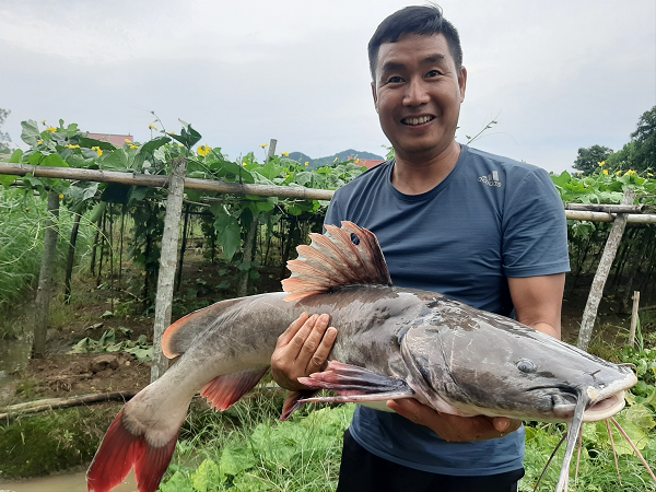 Loài &quot;thủy quái” đuôi đỏ trứ danh đất Gia Lai được mệnh danh đắt giá nhất dòng Sê San, săn bắt vô cùng khó khăn - Ảnh 7.