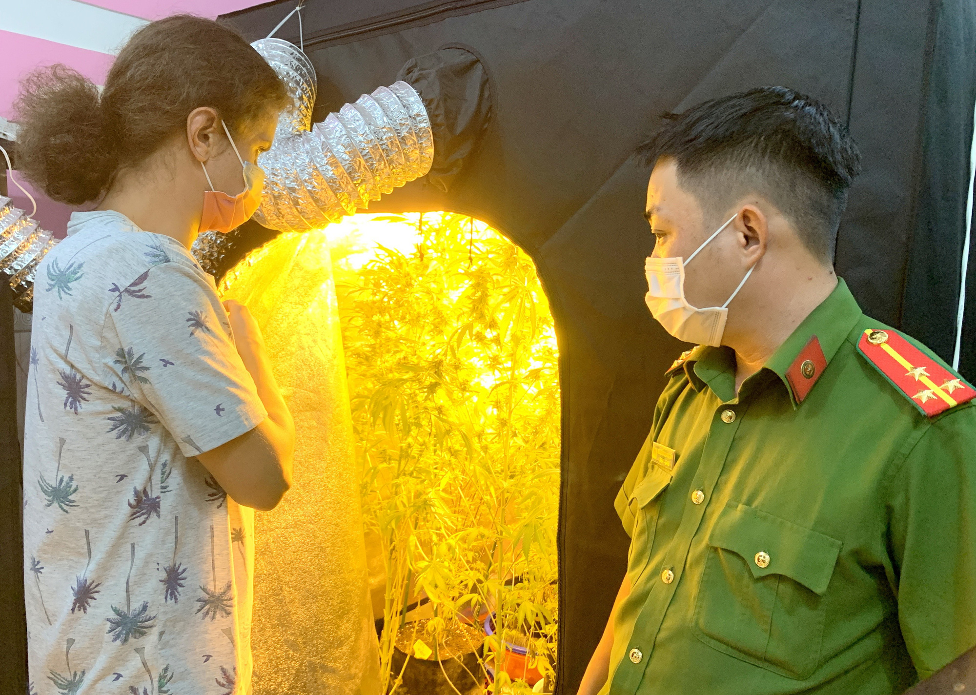 Bình Thuận: Bắt đối tượng người nước ngoài trồng và sản xuất cần sa tinh vi trong phòng ngủ có máy lạnh - Ảnh 1.