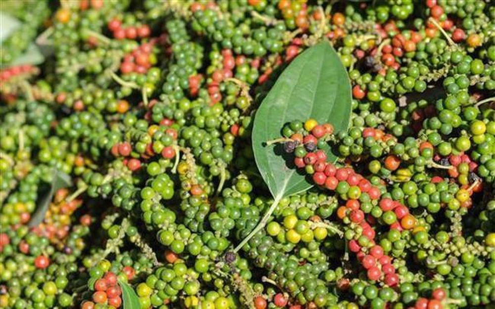 Giá nông sản hôm nay 25/12: Cà phê biến động trái chiều; tiêu cao nhất 79.500 đồng/kg - Ảnh 1.