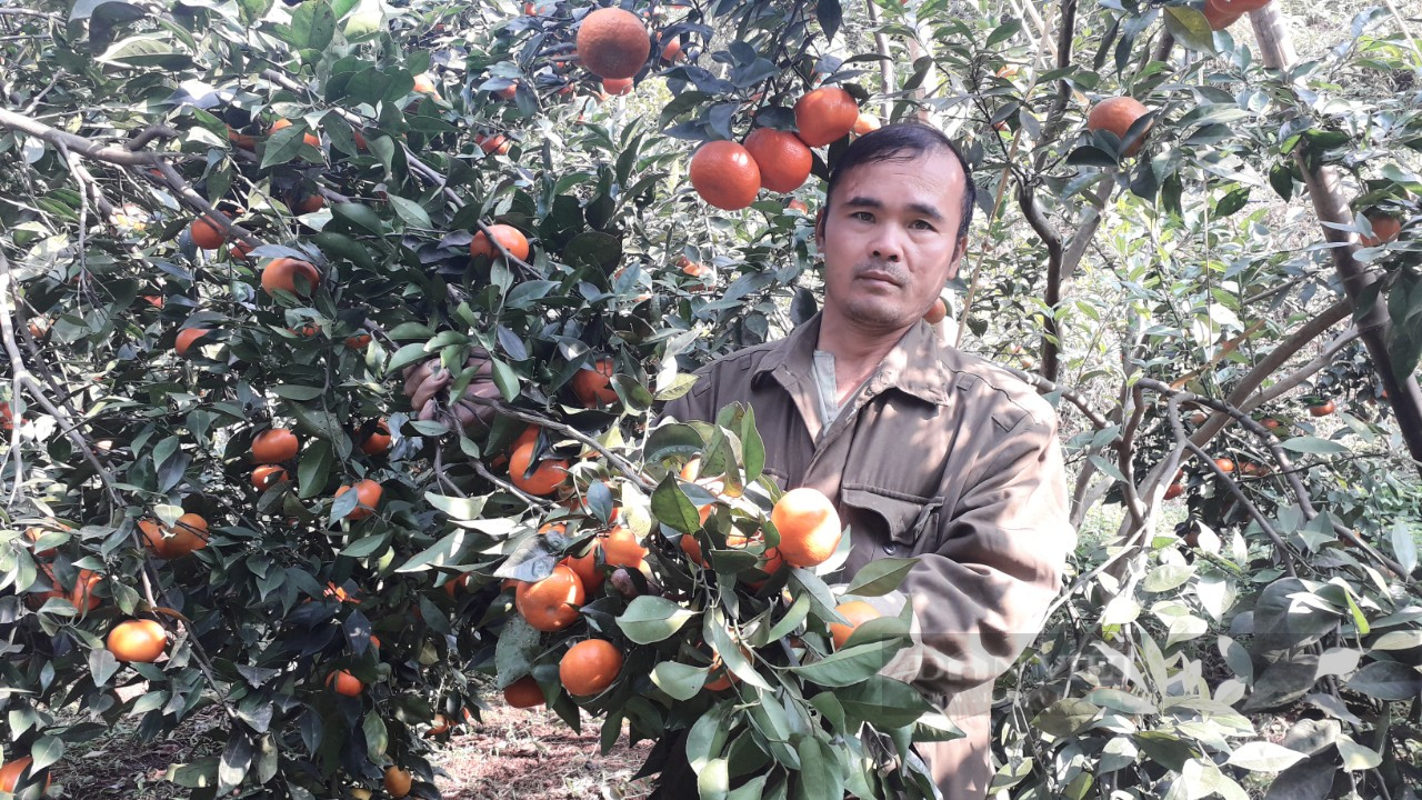 Thái Nguyên: Anh nông dân sở hữu vườn cây ăn quả hữu cơ đẹp như tranh vẽ - Ảnh 3.