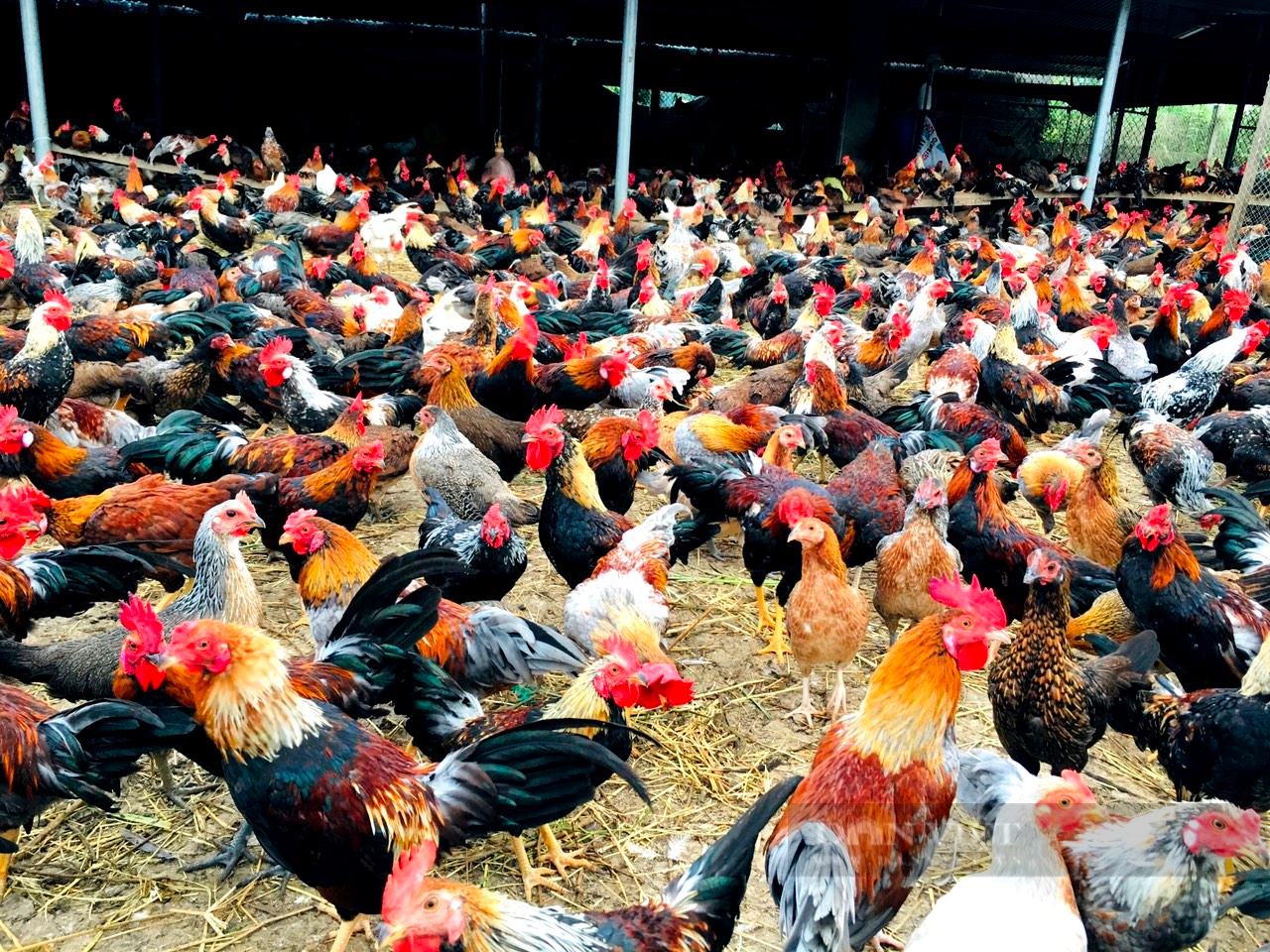 Giá gà tre thịt tăng kỷ lục, làng gà ăn Tết sớm - Ảnh 1.