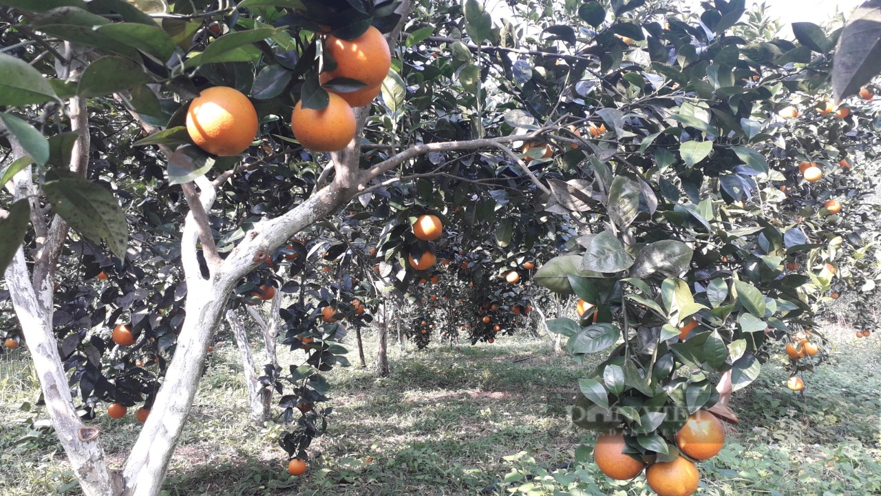 Thái Nguyên: Anh nông dân sở hữu vườn cây ăn quả hữu cơ đẹp như tranh vẽ - Ảnh 1.