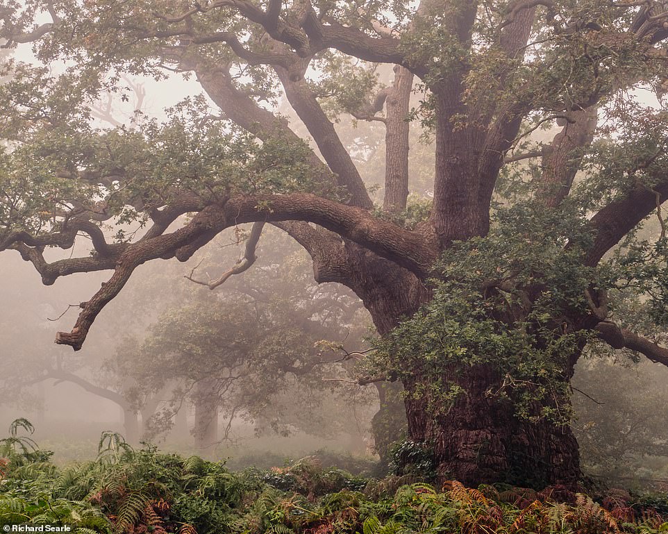 Ngắm nhìn cánh rừng già đầy &quot;ma mị&quot; tại miền Nam nước Anh - Ảnh 11.