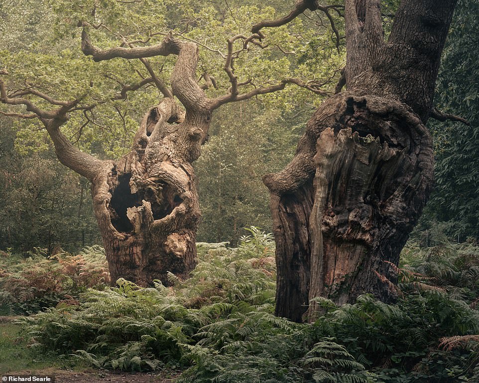 Ngắm nhìn cánh rừng già đầy &quot;ma mị&quot; tại miền Nam nước Anh - Ảnh 7.