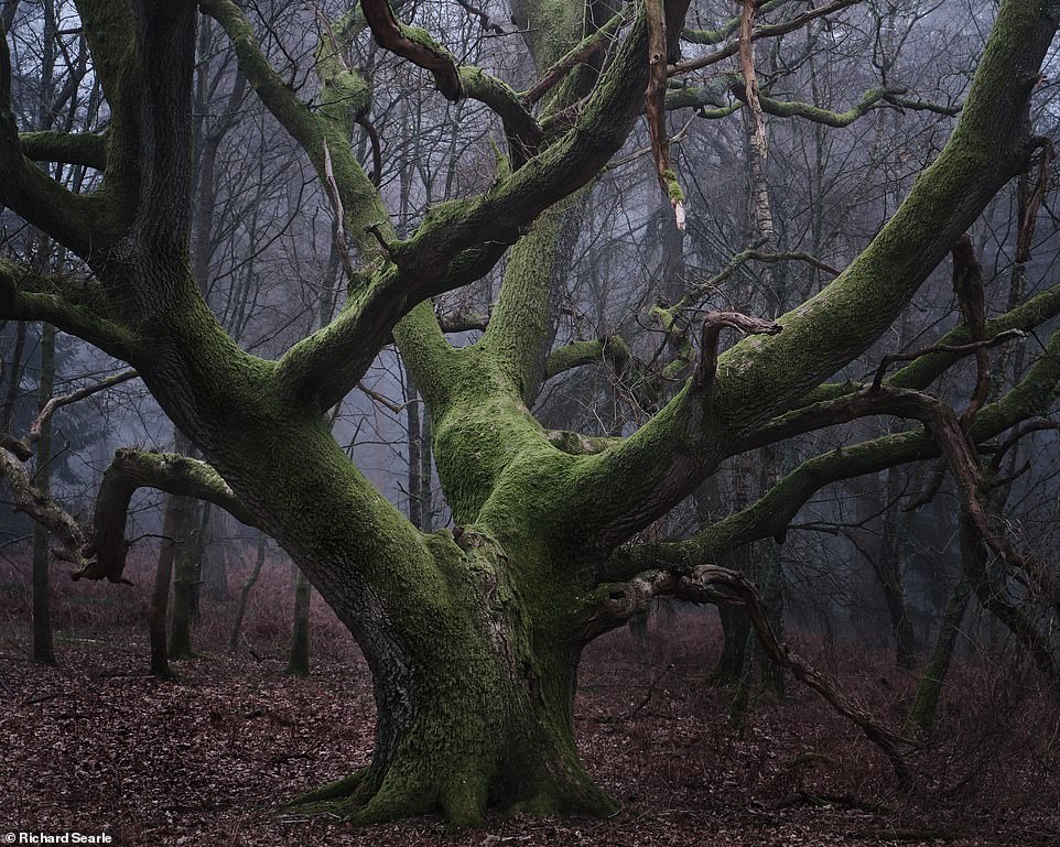 Ngắm nhìn cánh rừng già đầy &quot;ma mị&quot; tại miền Nam nước Anh - Ảnh 9.