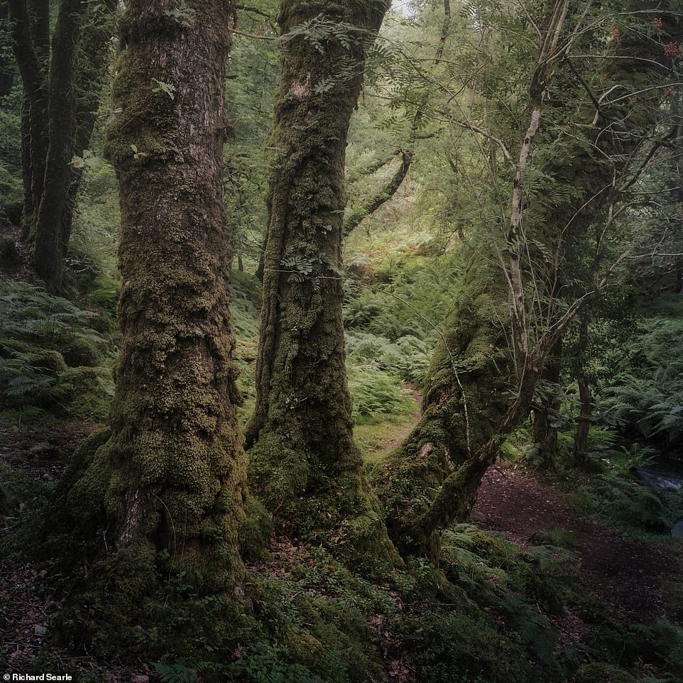 Ngắm nhìn cánh rừng già đầy &quot;ma mị&quot; tại miền Nam nước Anh - Ảnh 6.