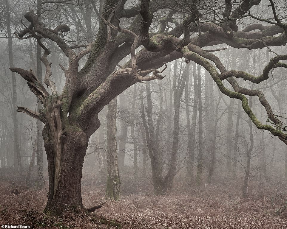 Ngắm nhìn cánh rừng già đầy &quot;ma mị&quot; tại miền Nam nước Anh - Ảnh 4.