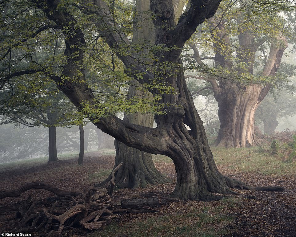 Ngắm nhìn cánh rừng già đầy &quot;ma mị&quot; tại miền Nam nước Anh - Ảnh 8.