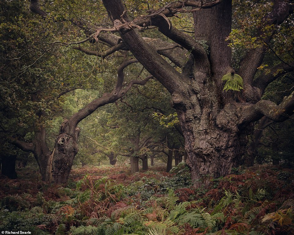 Ngắm nhìn cánh rừng già đầy &quot;ma mị&quot; tại miền Nam nước Anh - Ảnh 5.