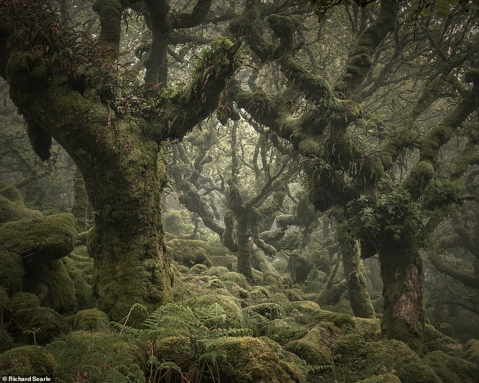 Ngắm nhìn cánh rừng già đầy &quot;ma mị&quot; tại miền Nam nước Anh - Ảnh 1.