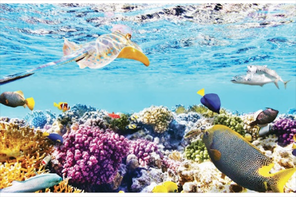 Chương trình quốc gia bảo vệ và phát triển nguồn lợi thủy sản: Sẽ thành lập các khu bảo tồn biển - Ảnh 6.