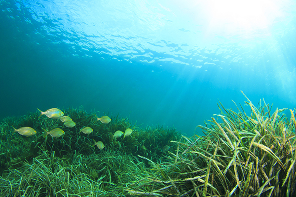 Chương trình quốc gia bảo vệ và phát triển nguồn lợi thủy sản: Sẽ thành lập các khu bảo tồn biển - Ảnh 4.